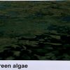 Lab Algae Analyser