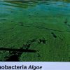 Lab Algae Analyser